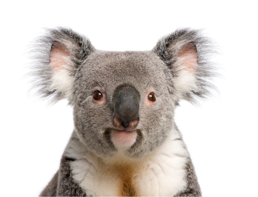 Male Koala bear. Koalas can also get Chlamydia.